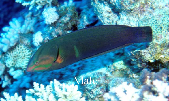  Coris cuvieri (African Coris Wrasse)